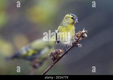 Fichtensikin (Spinus spinus, Carduelis spinus), unreifes Männchen, das auf einem Zweig blättrig und Samen frisst, Deutschland Stockfoto