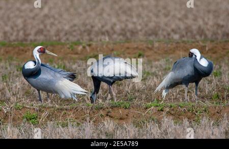 Japanischer Weißnackkran (Grus vipio, Antigone vipio), drei japanische Weißnackkrane, die in einer Feldpreening ruhen, Japan, Kyushu Stockfoto