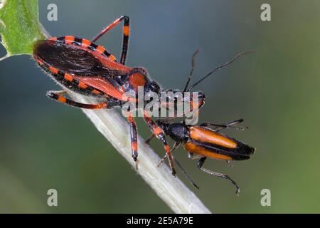 assassin-Käfer (Rhinocoris iracundus, Rhynocoris iracundus), sitzend an einem Stamm mit präyed Käfer, Österreich, Kärnten Stockfoto