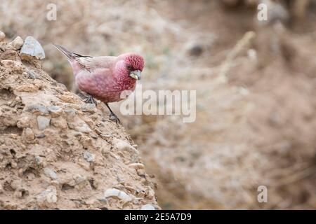 Kaukasischer Rosefink (Carpodacus rubicilla), erwachsener Rüde, der auf einem felsigen Boden sitzend ist, Tadschikistan Stockfoto