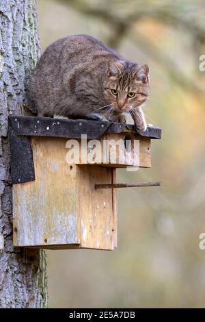 Hauskatze, Hauskatze (Felis silvestris f. catus), auf einem Nistkasten an einem Baumstamm sitzend, will den Vogelnistkasten rauben, Deutschland Stockfoto