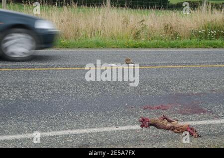 Rotschwanz-Possum Trichosurus vulpecula und Europäischer Igel Erinaceus europaeus fahren über und Auto. Southland. Südinsel. Neuseeland. Stockfoto