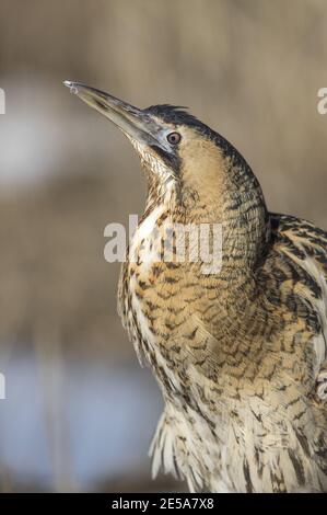 Nahaufnahme des überwinternden Bittern (Botaurus stellaris) Stockfoto