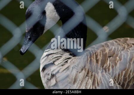 Riesengans Branta canadensis maxima hinter einem Gitter. Te Anau Vogelschutzgebiet. Te Anau. Southland. Südinsel. Neuseeland. Stockfoto