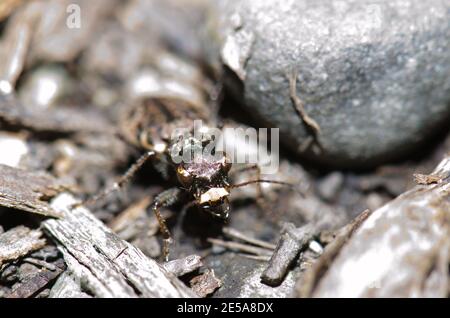 Gewöhnlicher Tigerkäfer Neocicindela tuberculata. Te Anau. Southland. Südinsel. Neuseeland. Stockfoto