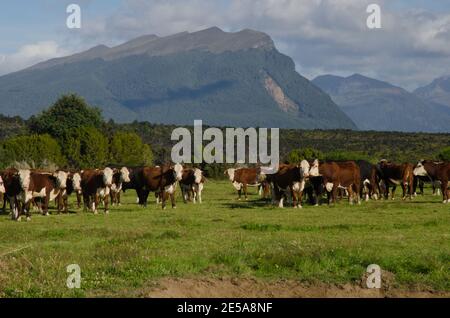 Herde Kühe Bos stier. Southland. Südinsel. Neuseeland. Stockfoto