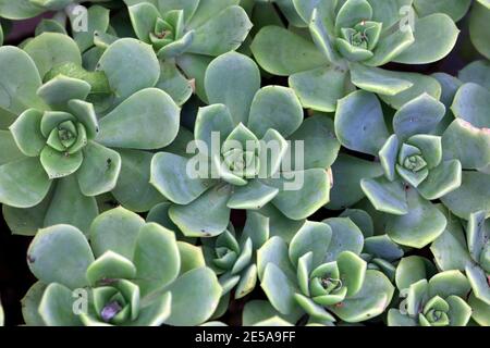 Saftige Pflanzen im Topf. Stockfoto
