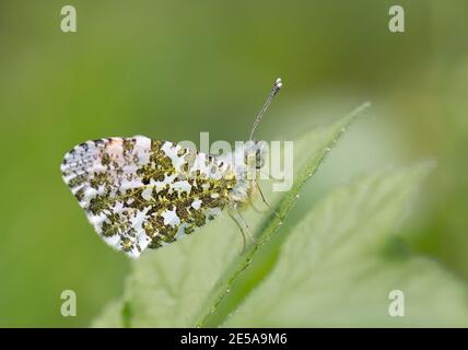 Männliche Orange-Spitze Schmetterling, Anthocharis cardamine, in Ruhe, gesehen im RSPB Otmoor Naturschutzgebiet, Oxfordshire, 22. April 2017. Stockfoto