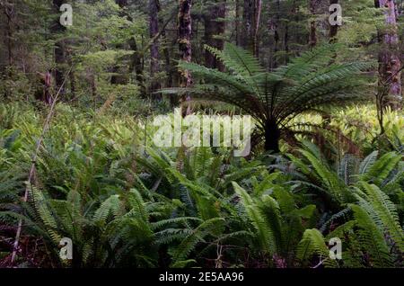 Regenwald mit neuseeländischem Baumfarn Dicksonia squarrosa und Kronfarnen Lomaria verfärben sich. Fiordland National Park. Südinsel. Neuseeland. Stockfoto