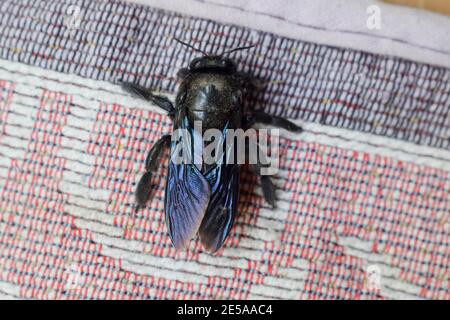 Zimmermann Biene auf Türmatte in Indien, indisches Haus. Die Flügel haben eine glänzende Farbe von Blau und Violett. Der Kopf ist schwarz Stockfoto