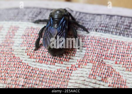 Zimmermann Biene auf Türmatte in Indien, indisches Haus. Die Flügel haben eine glänzende Farbe von Blau und Violett. Der Kopf ist schwarz Stockfoto