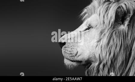 Großer weißer männlicher Löwe ( Panthera leo ) schwarz-weiße Gesichtsmaske Seitenportrait Nahaufnahme mit Textraum. Lager Stockfoto