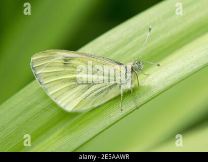 Weibliche Grünadern weißen Schmetterling, Pieris napi, in Ruhe in einem Garten in Harwell, Oxon, 5. Mai 2017. Stockfoto