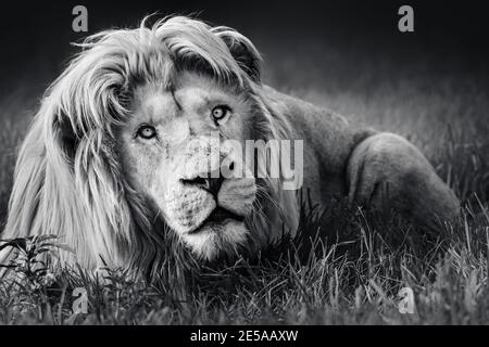 Großer weißer männlicher Löwe (Panthera leo) Porträt in schwarz-weiß Nahaufnahme hochfokussierte bildende Kunst