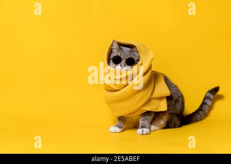 Modische, entzückende Katze in Sonnenbrillen und einem gelben Schal. Speicherplatz kopieren. Isoliert, auf einem hellen Hintergrund. Stockfoto