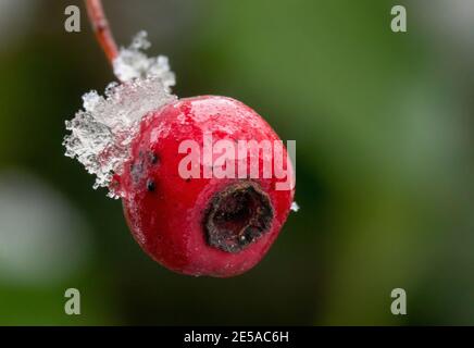 Winterlandschaften, Schnee, Eis, Zweige, Tröpfchen Stockfoto