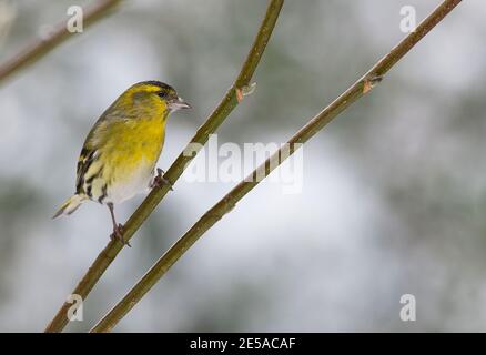 Männliche eurasische Siskin (Carduelis spinus) Im Winter in einem Gartenbaum gelegen Stockfoto