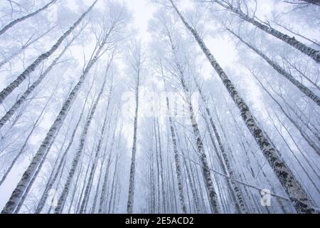 Niedriger Winkel Ansicht von frostigen Birken im Winter Stockfoto