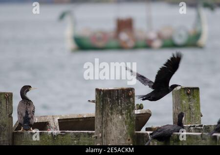 Gefleckte Shag Phalacrocorax punctatus, kleine Shag Microcarbo melanoleucos brevirostris Flug und Nachbildung eines Wikingerschiffs. Otago. Neuseeland. Stockfoto