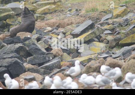 Neuseeländische Pelzrobbe Arctocephalus forsteri. Weiblich. Pilots Beach. Taiaroa Head Wildlife Reserve. Otago-Halbinsel. Otago. Südinsel. Neuseeland. Stockfoto