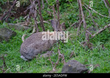 Europäischer Hase Oryctolagus cuniculus grasen. Pilots Beach. Taiaroa Head Wildlife Reserve. Otago-Halbinsel. Otago. Südinsel. Neuseeland. Stockfoto