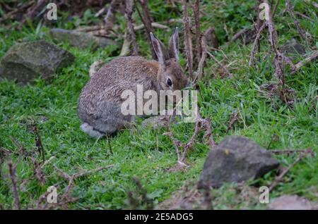 Europäischer Hase Oryctolagus cuniculus grasen. Pilots Beach. Taiaroa Head Wildlife Reserve. Otago-Halbinsel. Otago. Südinsel. Neuseeland. Stockfoto