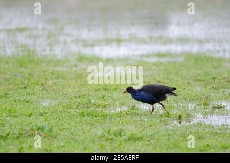 Australasian Swamphen Porphyrio melanotus. Otago-Halbinsel. Otago. Südinsel. Neuseeland. Stockfoto
