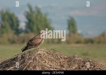 Blick auf einen Schlangenadler (Circaetus gallicus), in der Vogelschutzhütte Agamon Hula, Nord-Israel Stockfoto