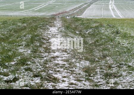 Verschneite ländliche Landschaft in Ostwestfalen. Winterkorn wächst auf den Feldern. Stockfoto