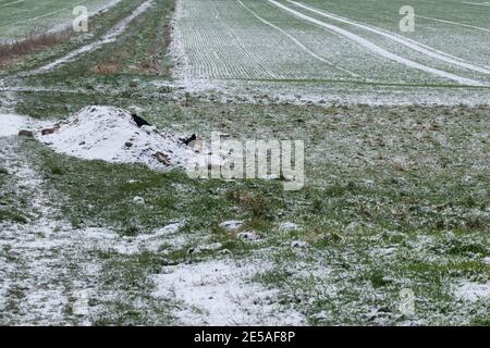 Verschneite ländliche Landschaft in Ostwestfalen. Winterkorn wächst auf den Feldern. Stockfoto
