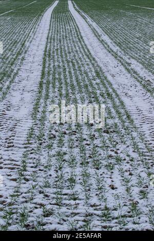 Verschneite ländliche Landschaft in Ostwestfalen. Winterkorn wächst auf den Feldern. Stockfoto