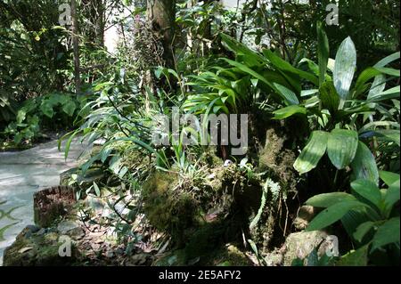 Endemische Orchideen im Mount Kinabalu Botanical Garden. Regenwaldpflanze. Kinabalu Park, Sabah, Malaysia, Borneo Stockfoto