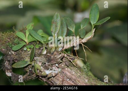 Endemische Orchideen im Mount Kinabalu Botanical Garden. Regenwaldpflanze. Kinabalu Park, Sabah, Malaysia, Borneo Stockfoto