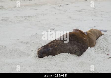 Neuseeländischer Seelöwe Phocarctos hookeri schläft am Strand. Sandfly Bay. Sandfly Bay Wildlife Refuge. Otago-Halbinsel. Südinsel. Neuseeland. Stockfoto