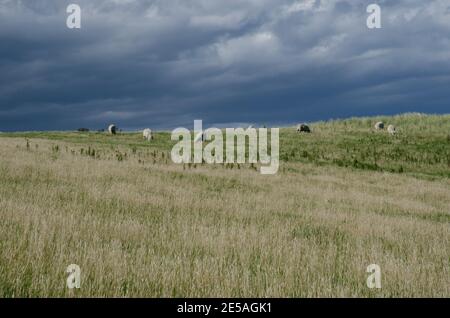Herde von Schafen Ovis widder. Sandfly Bay. Sandfly Bay Wildlife Refuge. Otago-Halbinsel. Otago. Südinsel. Neuseeland. Stockfoto