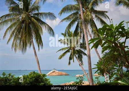 Tropische Insel mit Blick über den Golf von Thailand durch Kokospalmen. Stockfoto