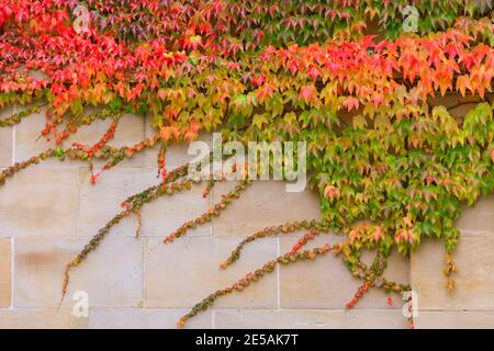 Farbenprächtiger Herbst parthenocissus quinquefolia, bekannt als Virginia Creeper, Victoria Creeper, fünfblättriger Efeu, an der Hauswand, Deutschland Stockfoto