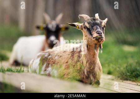 American Pygmy Kamerun Ziege auf dem Boden ruhen, grünes Gras in der Nähe, ein weiterer verschwommener Tierhintergrund, Nahaufnahme Detail Stockfoto