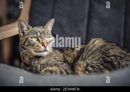 Graubraun gestromte Katze, die auf dem Sessel ruht, neugierig aussehend, Nahaufnahme Detail auf seinem Kopf Stockfoto