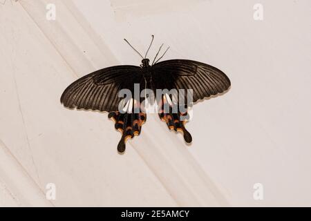 Gemeine mormonen Schmetterling voll geflügelt sitzen auf weißen Wand Hintergrund im Haus. Schöner tiefschwarzer Schmetterling mit grauem Linienmuster und orangefarbenen Punkten Stockfoto