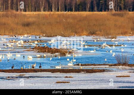 Schwäne und Gänse in einem See mit Eis und Schnee Im Frühling Stockfoto