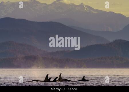 Familiengruppe der im Norden lebenden Killerwale entlang des Brouighton Archipels mit den British Columbia Coastal Mountains im Hintergrund, First Na Stockfoto