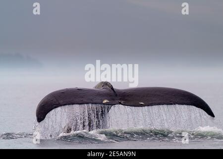 Buckelwal (Megaptera novaeangliae) nannte Domino, der seinen schwanzflosse hebt, bevor er an einem regnerischen Tag vor Malcolm Island nahe Th zu einem tieferen Tauchgang aufbricht Stockfoto