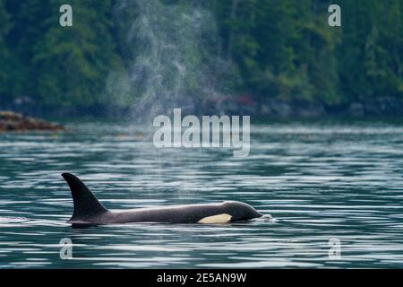 Nördliche lebende Killerwale (Orcinus Orca) in der Nähe der Küste im Broughton Archipel, First Nations Territory, British Columbia, Kanada.(A Stockfoto