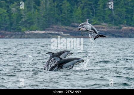 Drei pazifische Weißwanddelfine (Lagenorhynchus obliquidens), die in der Johnstone Strait, First Nations Territory, British Columbia, springen und sich unterhalten Stockfoto