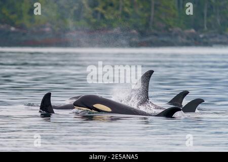 Familiengruppe der im Norden lebenden Killerwale entlang des Broughton Archipels, First Nations Territory, British Columbia, Kanada. Stockfoto