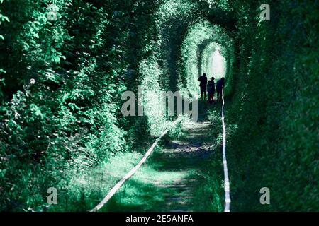 Liebe Tunnel im Herbst. Eisenbahn und Tunnel von Bäumen. Hochwertige Fotos Stockfoto