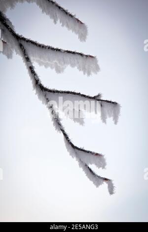 Dezember Schnee im Wald, in der Nähe der Baraque Michel Bereich der Haute Fagnes oder High Fens in den belgischen Ardennen. Stockfoto