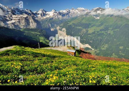 Globeflowers und Schneezäune bei Mannlichen, mit Blick auf das Lauterbrunnental in den Berner Alpen. Stockfoto