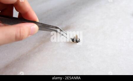 Hand hält eine Pinzette, die versucht, eine tote Biene auf dem Rücken zu holen. Stockfoto